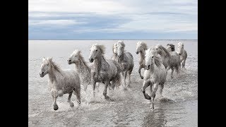 National Geographic Documentary  Horses  Amazing Story about this wonderful creature [upl. by Eisned]