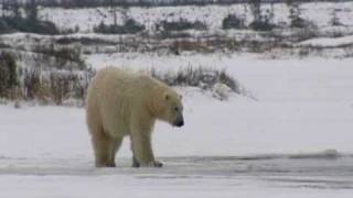 Polar bear falls through ice [upl. by Liebman]