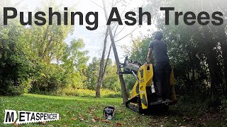 Pushing Ash Trees [upl. by Melania]