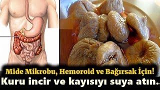 Mide mikrobu hemoroid ve bağırsak kurdu için şifalı incir ve kayısı [upl. by Ullyot246]