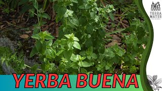 Growing YERBA BUENA Quick Tips for Clinopodium douglasii [upl. by Kubiak71]