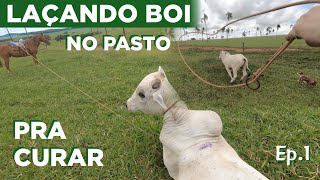 LAÇANDO BOI NO PASTO PRA CURAR EP1 [upl. by Ngo220]