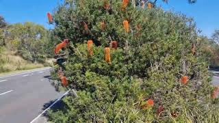 Banksia Ericifolia Heath Banksia [upl. by Komarek]