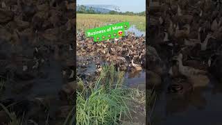 Kumikitang kabuhayan😍🦆🦆🦆 [upl. by Carrissa]