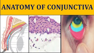 ANATOMY OF CONJUNCTIVA made easy  ophthalmology anatomy I [upl. by Strep]