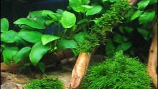 My Corydoras Tank [upl. by Ahcsrop]