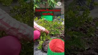 गार्डनिआ plant रिपोटिंगgardenia plant careshortviedoprakritis kittchen gardengardeniapruning [upl. by Irianat]