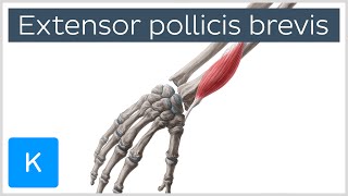 Extensor Pollicis Brevis Muscle  Origins amp Function  Anatomy  Kenhub [upl. by Evatsug891]