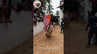 jallikattu dj chandrababusongs telugu tdpsongs trend remix cm [upl. by Terrence574]