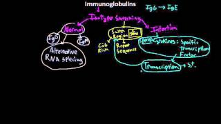 Immunology antibody Isotype switching [upl. by Nance]