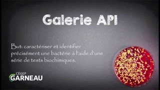 Galerie API [upl. by Bogart]