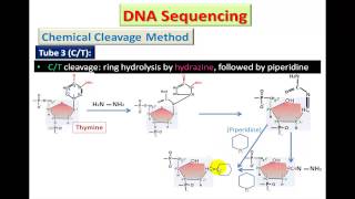 Maxam and Gilbert DNA Sequencing method Arabic Dr Essam Ibrahim [upl. by Hpeosj]