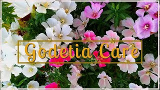 GODETIA CARE  How To Get MAXIMUM FLOWERS In Godetia Plant  BEST Winter Flowering Plant [upl. by Sarson748]