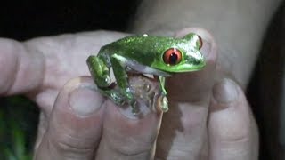 Science Today Stopping Chytrid Saving Frogs  California Academy of Sciences [upl. by Lamrouex]