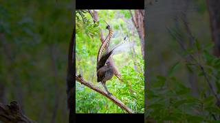 The World Largest Mimic Bird [upl. by Claudette317]