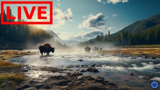 🌎 LIVE Yellowstone National Park [upl. by Stace74]