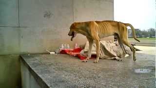 Homeless Marmaduke Great Dane [upl. by Frech]