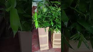 Iron bamboo propagules for shipping [upl. by Blumenthal]