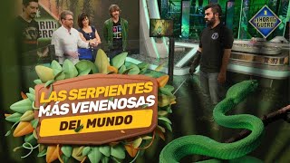 Las serpientes más venenosas del mundo en plató – El Hormiguero [upl. by Arahd715]