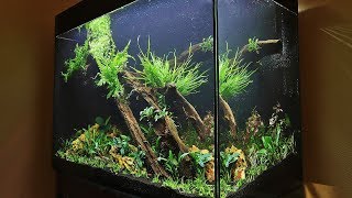 HOW TO AQUASCAPE a Tall Planted Tank  eaFreshwater 900 [upl. by Jamaal]