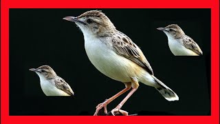 Zitting Cisticola Song Zitting Cisticola Call Sound Chirp  Buitrón Canto  Cisticola Juncidis [upl. by Bobseine]