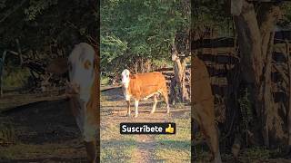 embriones rancho ganaderos campo agro vlog shorts [upl. by Childs]