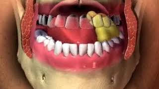 Mastication chewing animation [upl. by Karlan]