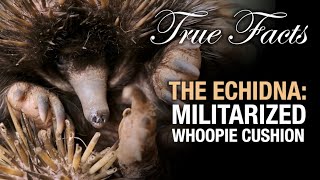 True Facts The Echidna  Militarized Whoopie Cushion [upl. by Nyahs]