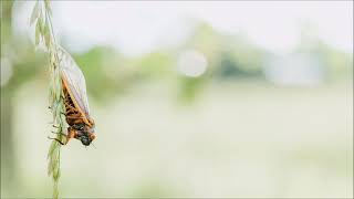 Cicada Sound Effect  Animal Sounds [upl. by Andriette711]