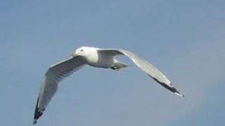 Seagull in flight followcam [upl. by Wandis]