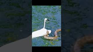 bird vs snake fighting [upl. by Wendall]