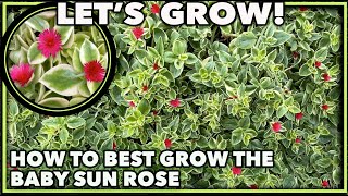 HOW TO GROW BABY SUN ROSE [upl. by Vanda940]