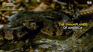 The Swamplands of America  Dead by Dawn  Full Episode  S01E06  National Geographic [upl. by Reerg]