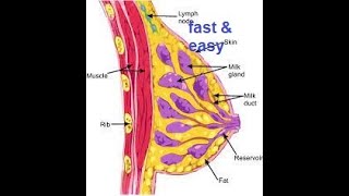 fibroadenosis [upl. by Accisej232]