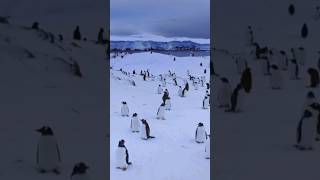 Penguin Sounds  Large Gathering of Penguin Colony [upl. by Willi]