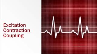 Skeletal Muscle ExcitationContraction Coupling [upl. by Babb]