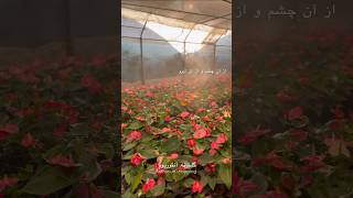 anthurium garden anthuriumplant plants gardening adeniumflowerplants nature flowers iran [upl. by Orthman]