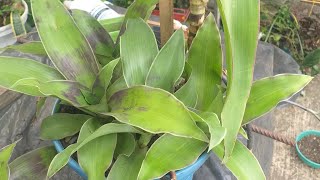 CALLISIA FRAGANS FALSA BROMELIA Cuidados reproducción y beneficioseloasisdesonia [upl. by Ydissahc]