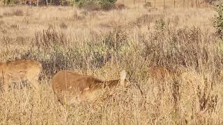 Wildlife at Kanha National Park [upl. by Ahsiek]