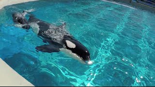 SeaWorld hasnt collected a wild killer whale in over 35 years [upl. by Serles640]