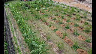 FARM WALK THROUGH  ARGOFORESTRY amp MARKET GARDEN  SUMMER 2024 [upl. by Inanaup]