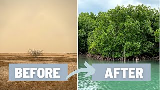 How to Plant a Mangrove Forest and Why it is Important  Mangrove of Casamance Senegal West Africa [upl. by Letnohc]