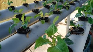 finally हमारे hydrophonic setup मैं लगे पौधे बड़े हो गए hydroponics farming agriculture [upl. by Thornton]