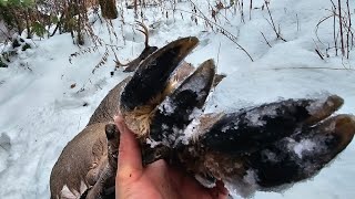 EPIC NH DEER HUNTTRACKING DOWN A BIGWOODS BUCK [upl. by Llorre]