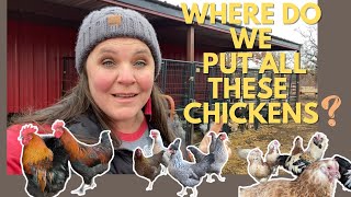 Chicken Breeder Pens Set Up Starting Small Homestead Hatchery  Rainbow Hatching Egg Project [upl. by Essie]