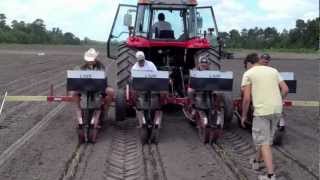 Planting Arundo Donax [upl. by Konstance]