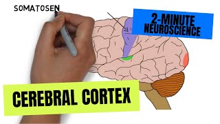 2Minute Neuroscience Cerebral Cortex [upl. by Roshelle]