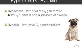 Hypoxia vs Hypoxemia [upl. by Yrtnej]