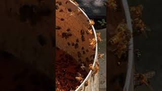 Bees and Flies Swarming Around Fermentation Residue in a Bucket [upl. by Isbel]