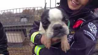 100 Animals Rescued from Puppy Mill and Cruelty Situation [upl. by Karie]